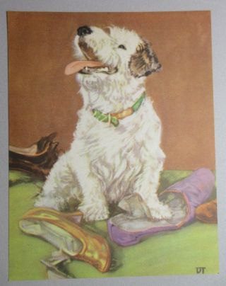 SEALYHAM TERRIER DOG CHEWING UP SHOES VINTAGE ART PRINT by DIANA THORNE 1935 2