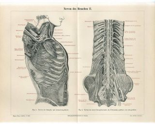 1895 Human Nerves Anatomy Antique Engraving Print