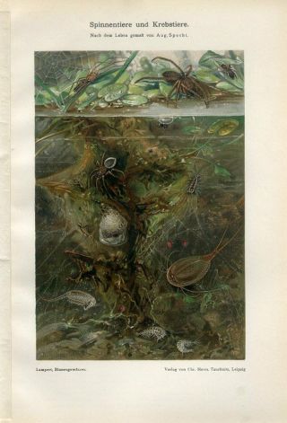 1899 Water Spiders And Crustaceans Antique Chromolithograph Print K.  Lampert