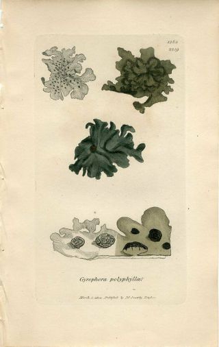 1804 Sowerby Lichen Many - Leaved Gyrophora Hand/colored Copper Engraving Print