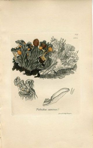 1811 Sowerby Lichen Ash - Coloured Ground Peltidea H/col.  Copper Engraving Print