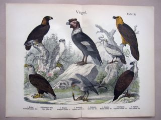 1868 Hanselmann Hc Lithograph Condor,  Vultures,  Eagles,  Gyr Falcon