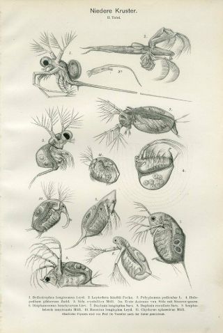 1899 Freshwater Crustaceans Daphnia Antique Lithograph Print Lampert