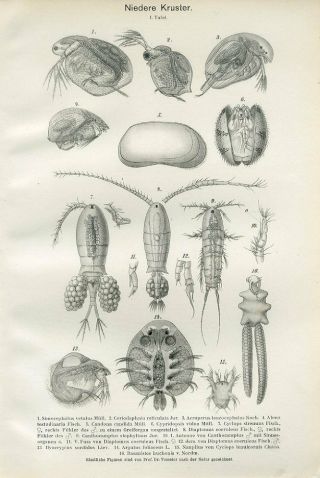 1899 Freshwater Crustaceans Cyclops Antique Lithograph Print Lampert