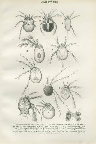 1899 Freshwater Crustaceans Water Mites Antiqu Lithograph Print Lampert