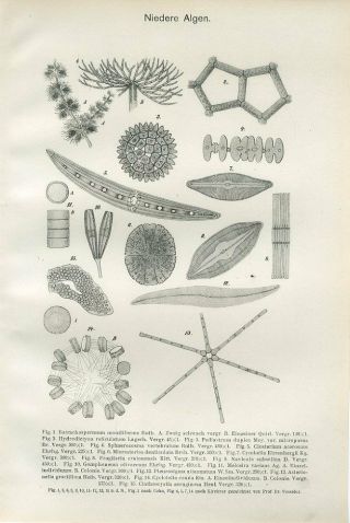 1899 Freshwater Algae Microalgae Antique Lithograph Print Lampert