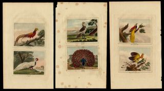Three (3) 1808 Hand Colored Engravings Peacocks,  Paradise Buffon Natural History
