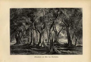 1896 Kerner Lithograph Olive Grove On The Shores Of Lake Garda/italy